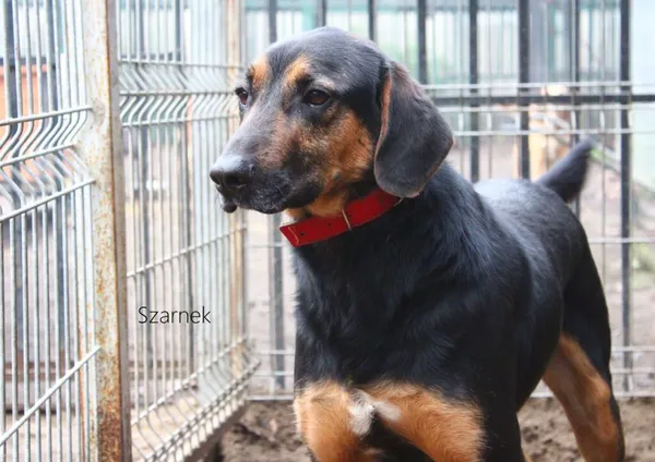 Pies do adopcji, Przyborówko, 14 kwietnia 2025 (3/5)