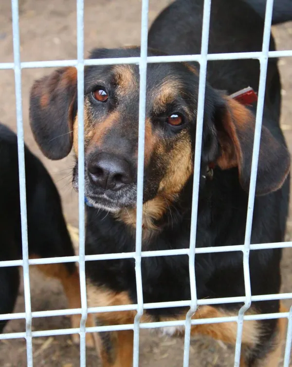 Pies do adopcji, Przyborówko, 14 kwietnia 2025 (4/5)