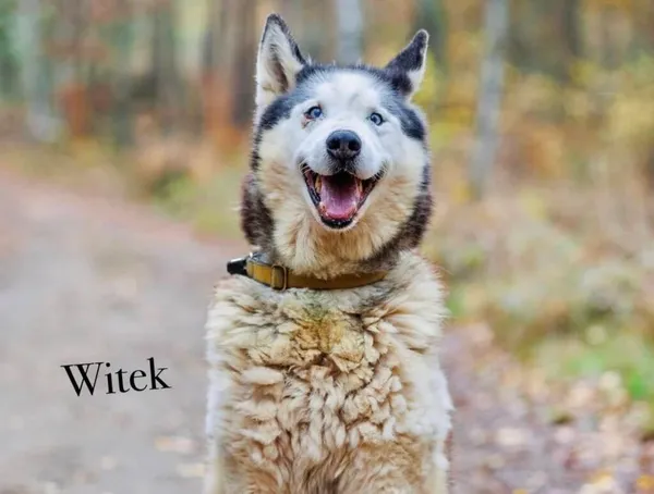 Pies do adopcji, Przyborówko, 8 lipca 2025 (3/5)