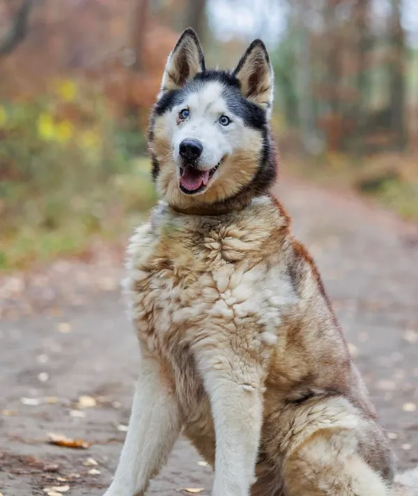 Pies do adopcji, Przyborówko, 8 lipca 2025 (5/5)