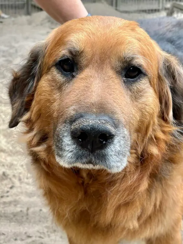 Pies do adopcji, Przyborówko, 28 grudnia 2025 (5/5)