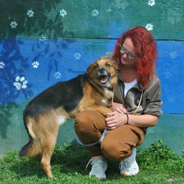 Pies do adopcji, Nowy Dwór Mazowiecki, 19 sierpnia 2026 (3/5)