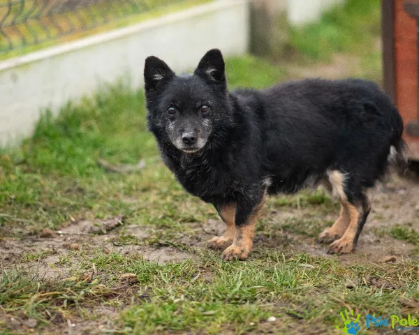 Pies do adopcji, Racławice, 21 lipca 2021 (1/5)