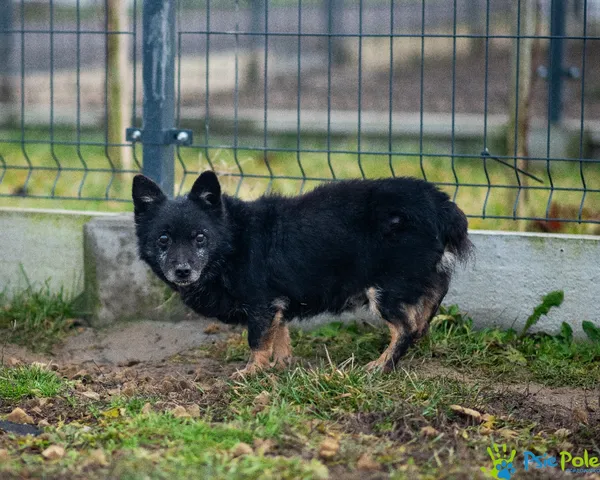 Pies do adopcji, Racławice, 21 lipca 2021 (3/5)