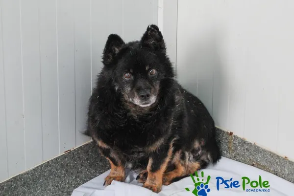 Pies do adopcji, Racławice, 21 lipca 2021 (5/5)