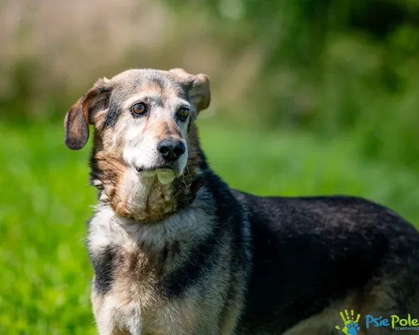 Pies do adopcji, Racławice, 8 marca 2022 (4/5)