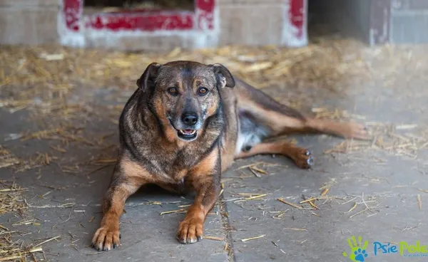 Pies do adopcji, Racławice, 5 sierpnia 2022 (1/5)