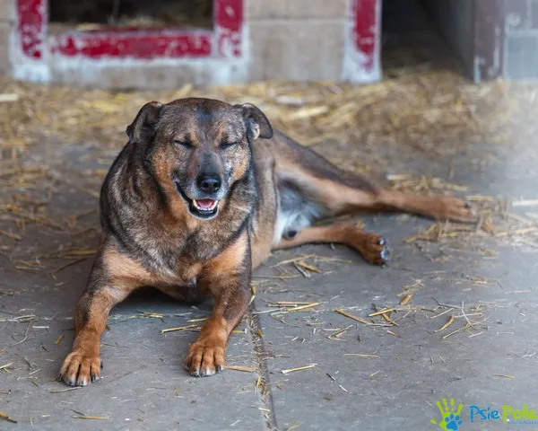 Pies do adopcji, Racławice, 5 sierpnia 2022 (3/5)