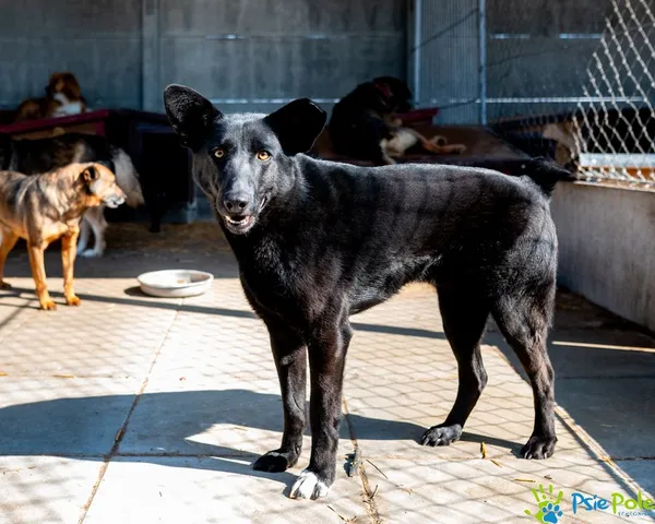 Pies do adopcji, Racławice, 5 sierpnia 2022 (1/5)