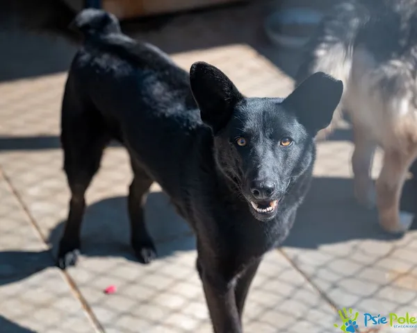 Pies do adopcji, Racławice, 5 sierpnia 2022 (5/5)