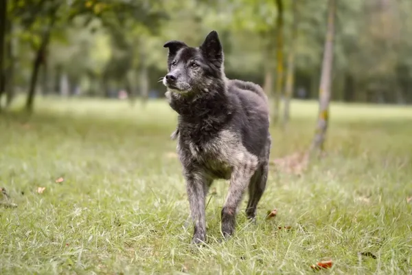 Pies do adopcji, Radom, 24 września 2025 (1/5)