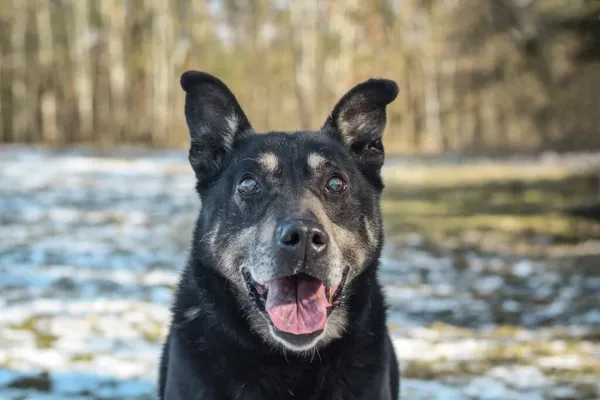 Pies do adopcji, Radom, 8 sierpnia 2025 (1/5)