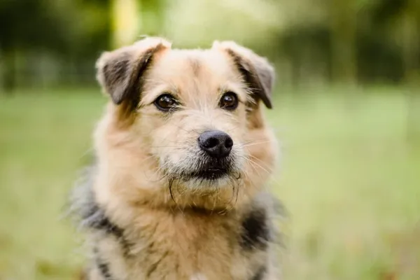 Pies do adopcji, Radom, 21 września 2025 (1/5)