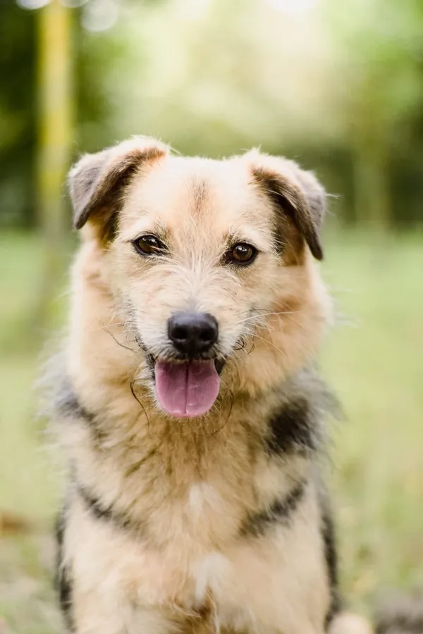 Pies do adopcji, Radom, 21 września 2025 (2/5)