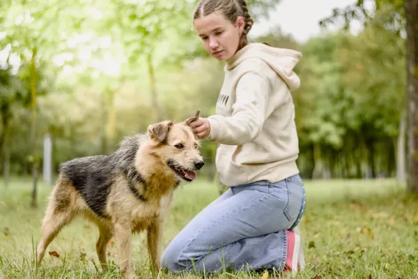 Pies do adopcji, Radom, 21 września 2025 (4/5)