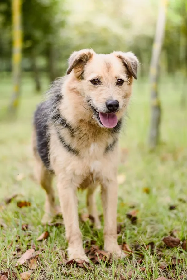 Pies do adopcji, Radom, 21 września 2025 (5/5)