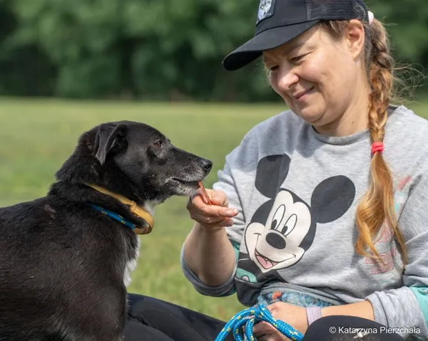 Pies do adopcji, Radom, 6 października 2026 (3/5)