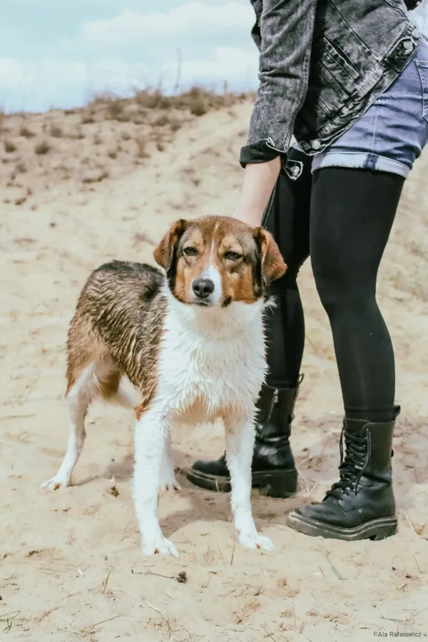 Pies do adopcji, Radom, 17 lipca 2025 (1/5)