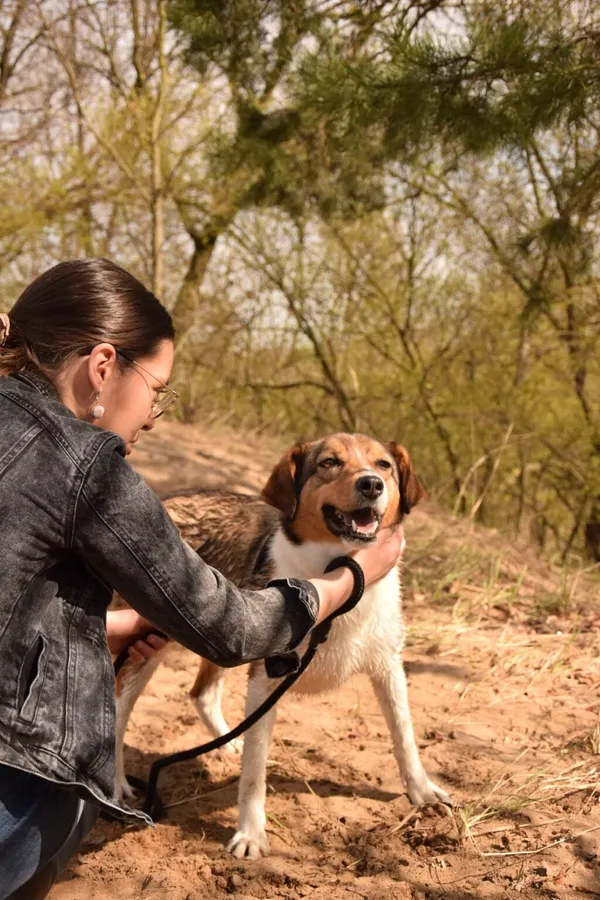 Pies do adopcji, Radom, 17 lipca 2025 (4/5)