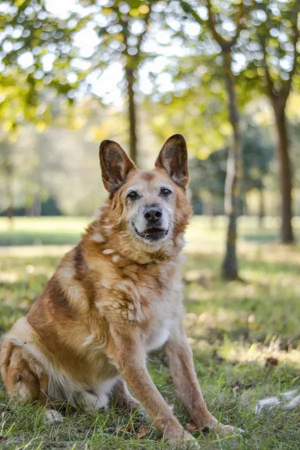 Pies do adopcji, Radom, 20 grudnia 2025 (4/5)