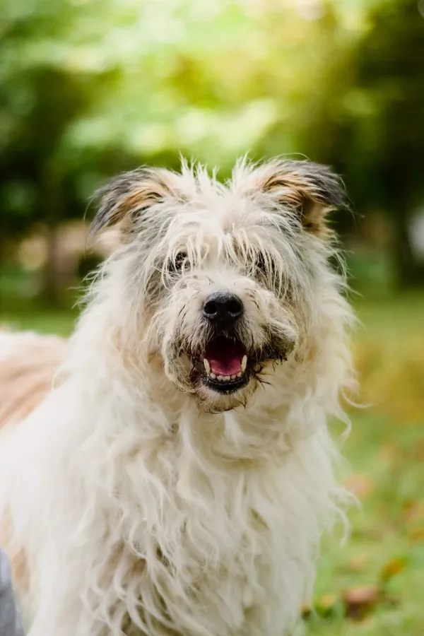 Pies do adopcji, Radom, 29 września 2025 (1/5)