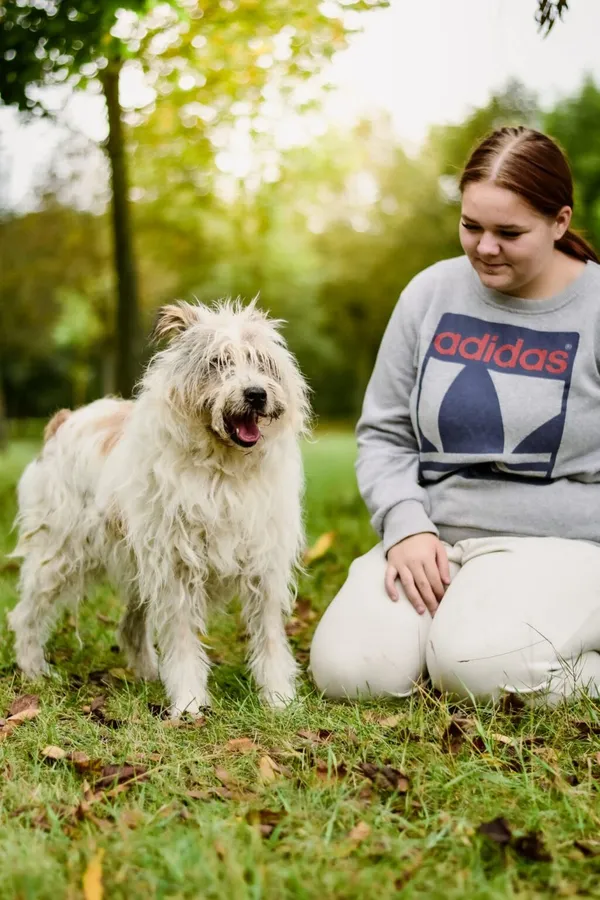 Pies do adopcji, Radom, 29 września 2025 (2/5)