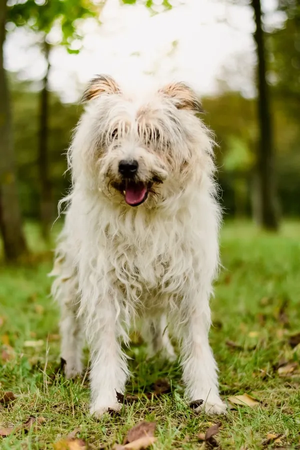 Pies do adopcji, Radom, 29 września 2025 (3/5)