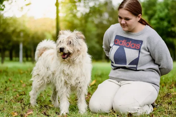 Pies do adopcji, Radom, 29 września 2025 (5/5)