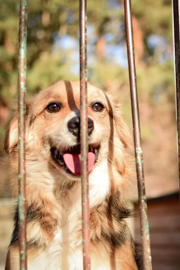 Pies do adopcji, Radom, 8 sierpnia 2025 (1/5)