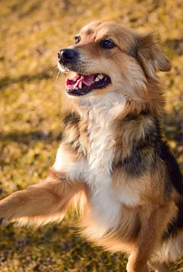 Pies do adopcji, Radom, 8 sierpnia 2025 (2/5)