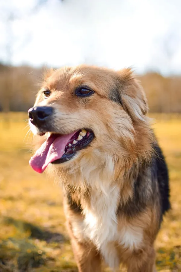 Pies do adopcji, Radom, 8 sierpnia 2025 (3/5)