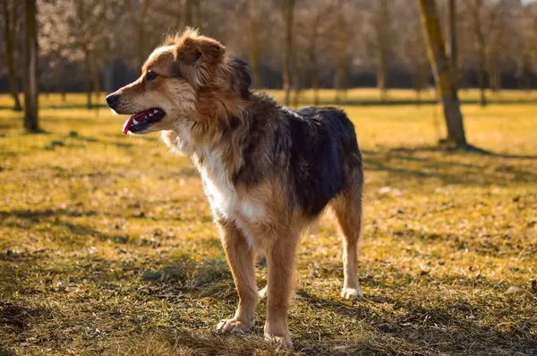 Pies do adopcji, Radom, 8 sierpnia 2025 (4/5)