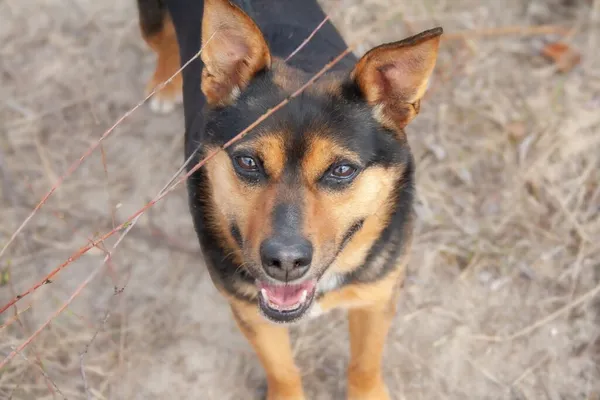 Pies do adopcji, Radom, 18 maja 2025 (1/5)