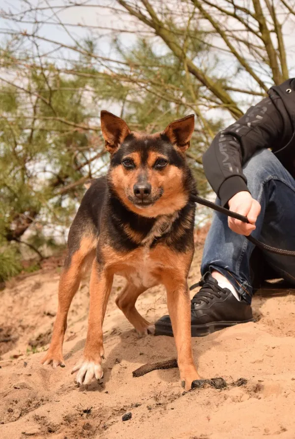 Pies do adopcji, Radom, 18 maja 2025 (3/5)