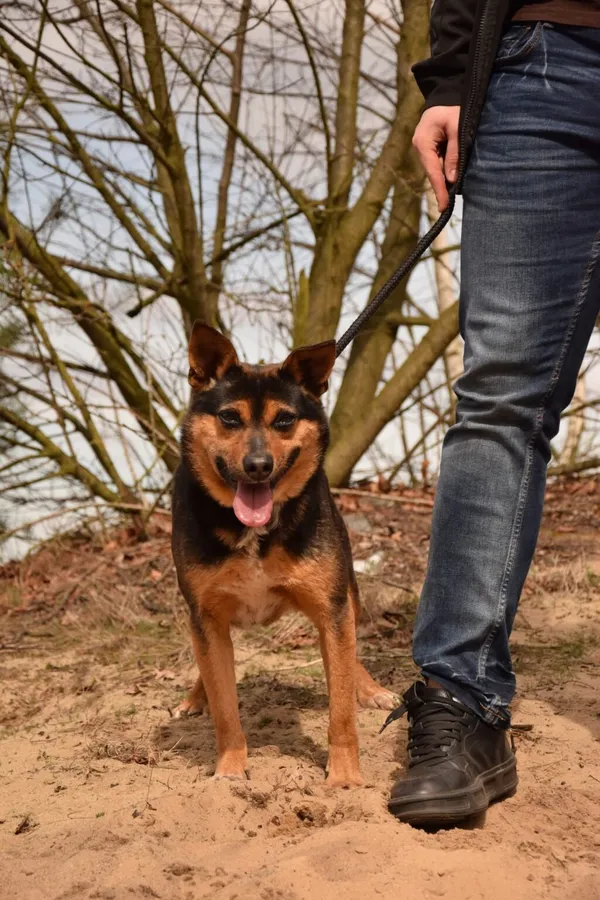 Pies do adopcji, Radom, 18 maja 2025 (4/5)