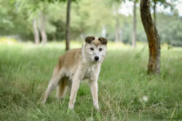 Pies do adopcji, Radom, 25 sierpnia 2025 (4/5)