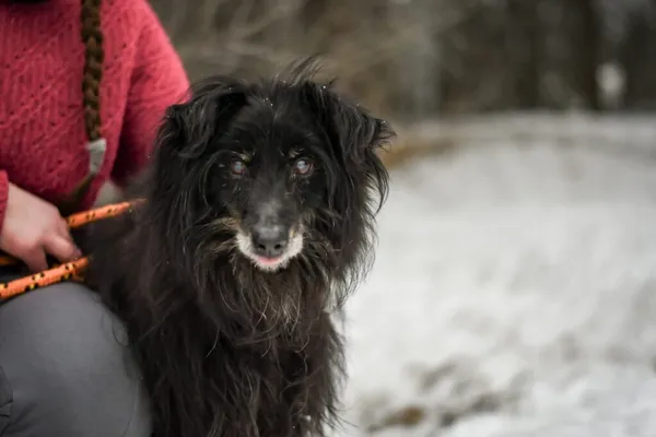 Pies do adopcji, Radom, 28 stycznia 2026 (3/5)