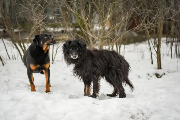 Pies do adopcji, Radom, 28 stycznia 2026 (5/5)