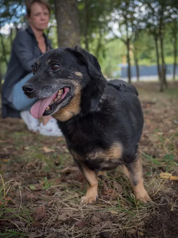Pies do adopcji, Radom, 10 września 2025 (4/5)