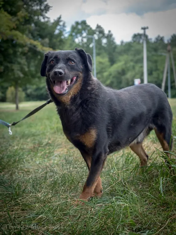 Pies do adopcji, Radom, 10 września 2025 (1/4)