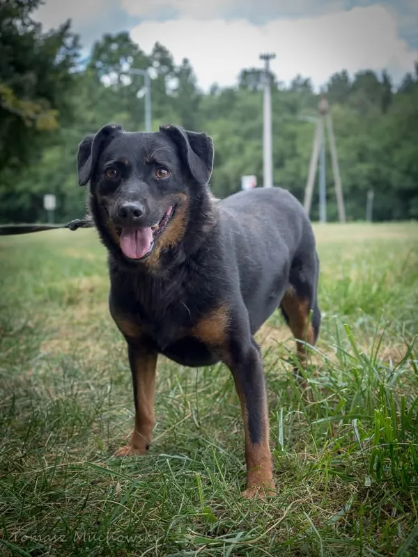 Pies do adopcji, Radom, 10 września 2025 (2/4)