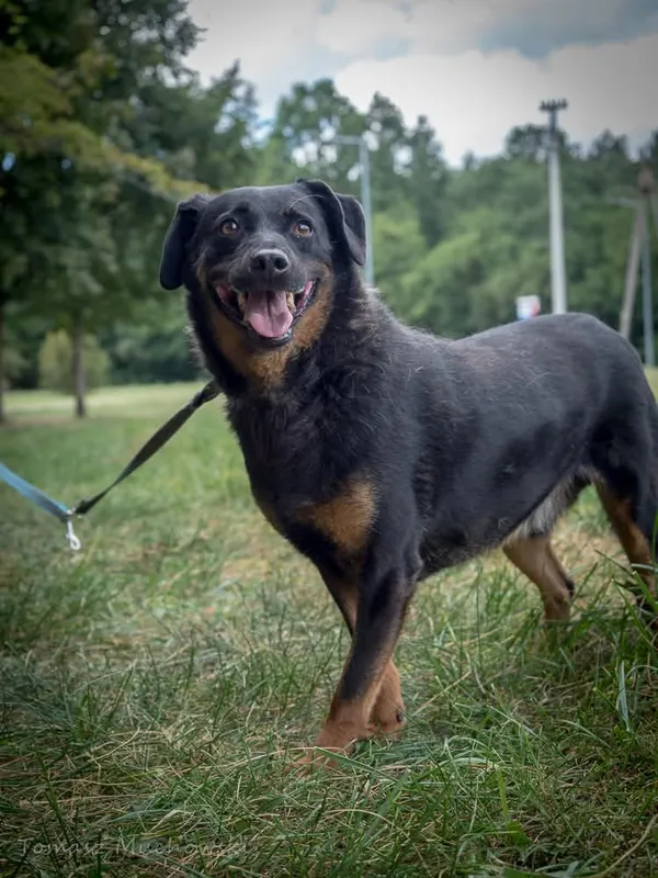 Pies do adopcji, Radom, 10 września 2025 (3/4)