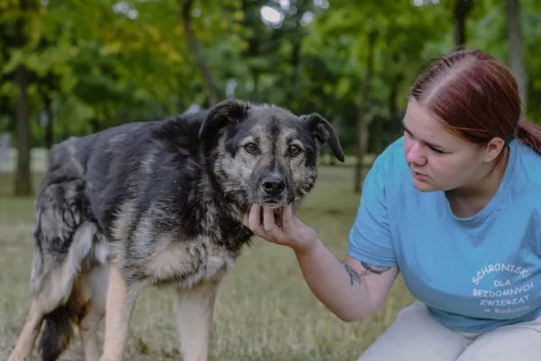 Pies do adopcji, Radom, 20 września 2025 (4/5)