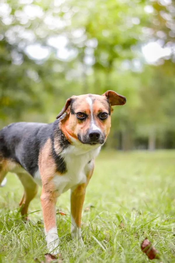 Pies do adopcji, Radom, 16 października 2025 (1/5)