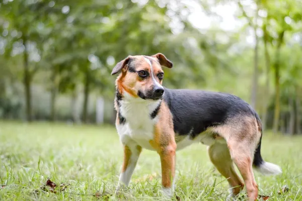 Pies do adopcji, Radom, 16 października 2025 (5/5)