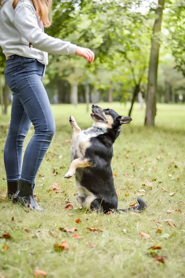Pies do adopcji, Radom, 16 października 2025 (2/5)
