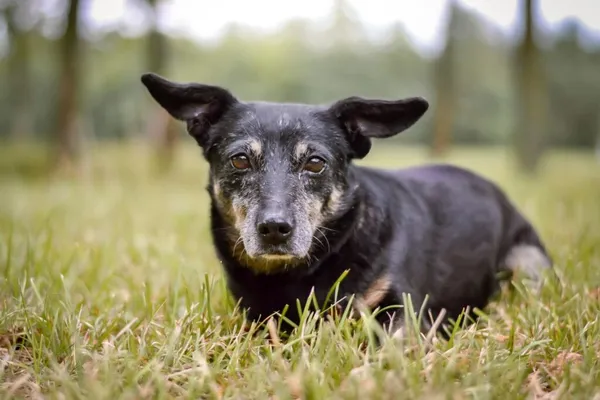 Pies do adopcji, Radom, 9 października 2025 (2/5)