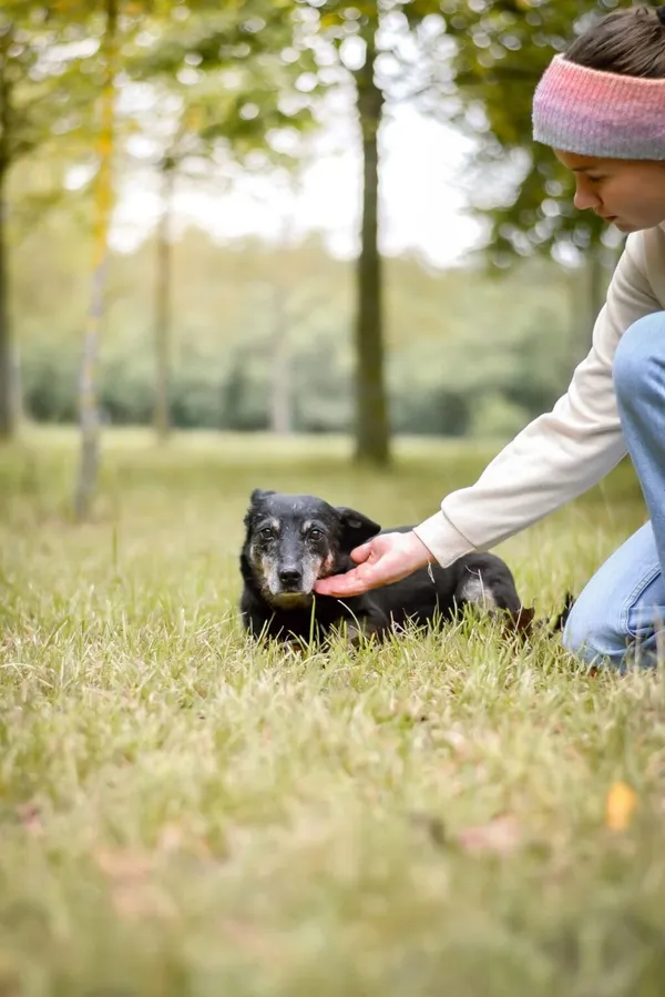Pies do adopcji, Radom, 9 października 2025 (3/5)