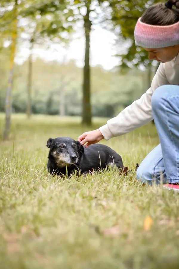 Pies do adopcji, Radom, 9 października 2025 (4/5)