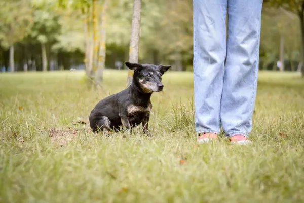 Pies do adopcji, Radom, 9 października 2025 (5/5)